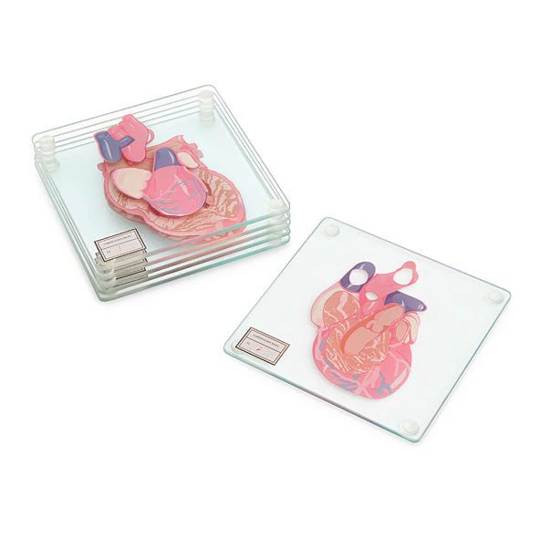 Anatomic Heart Specimen Coasters